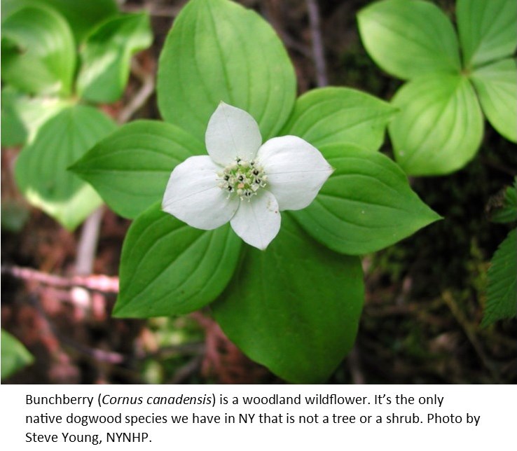 Bunchberry Steve Young NYSNHP1