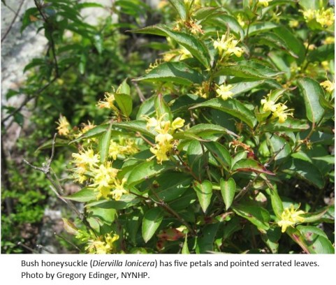 Bush honeysuckle Gregory Edinger NYNYP1