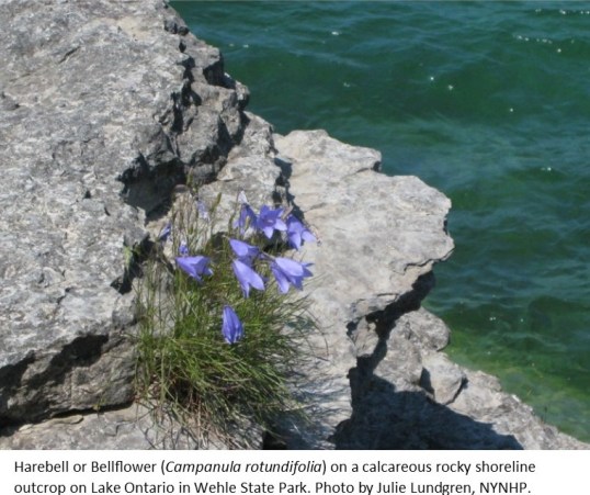 Harebell-bellflower J Lundgren NYNHP1