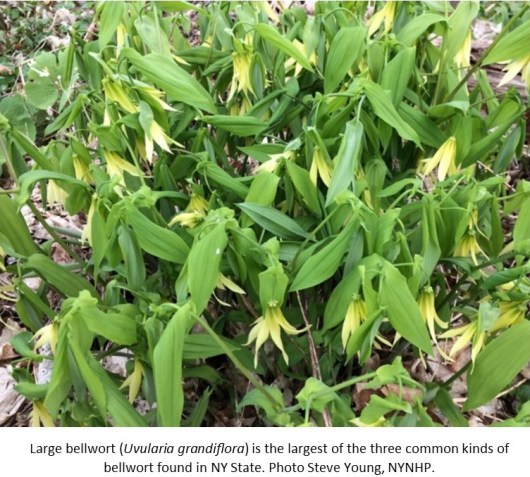 Large bellwort Steve Young NYNHP1