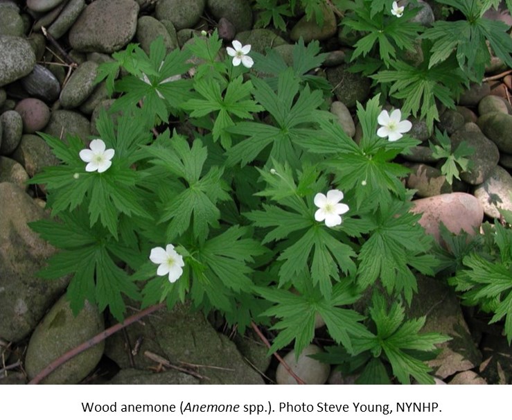 Wood anemone S Young NYNHP1