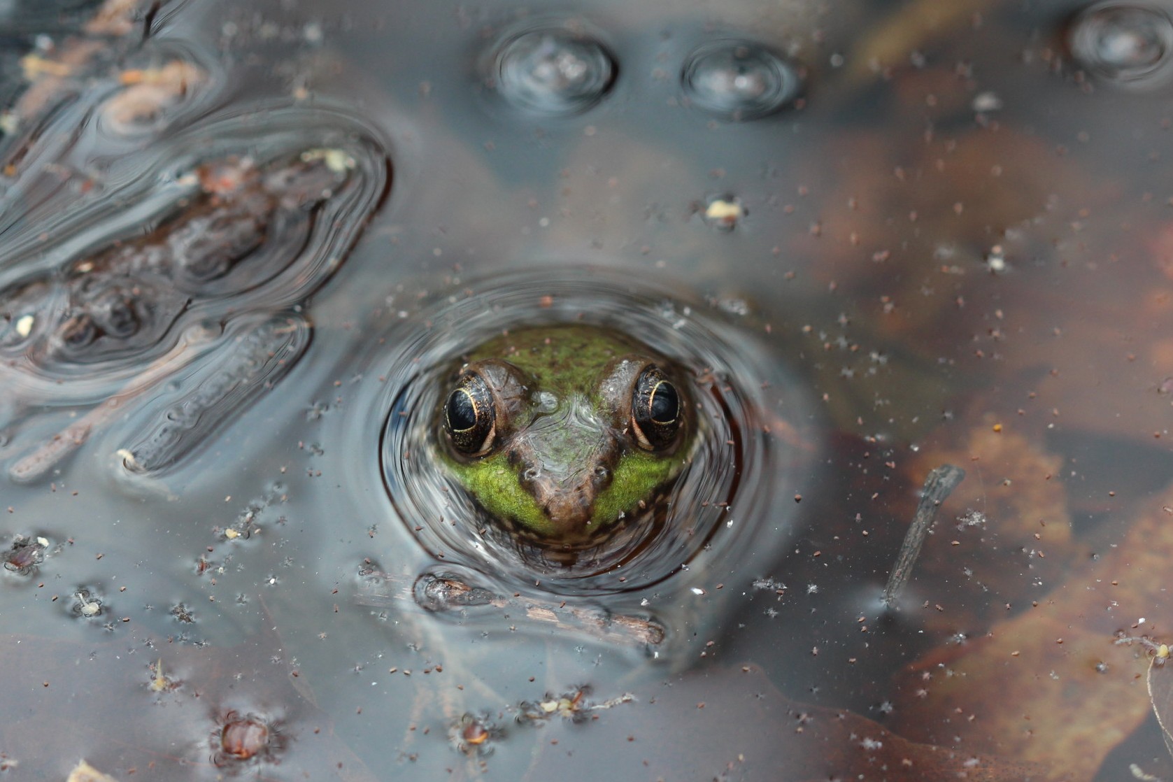 Green_frog_Rana_clamitans_MatthewScheslingerNYNHP