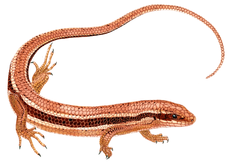 male coal skink Jean Gawalt