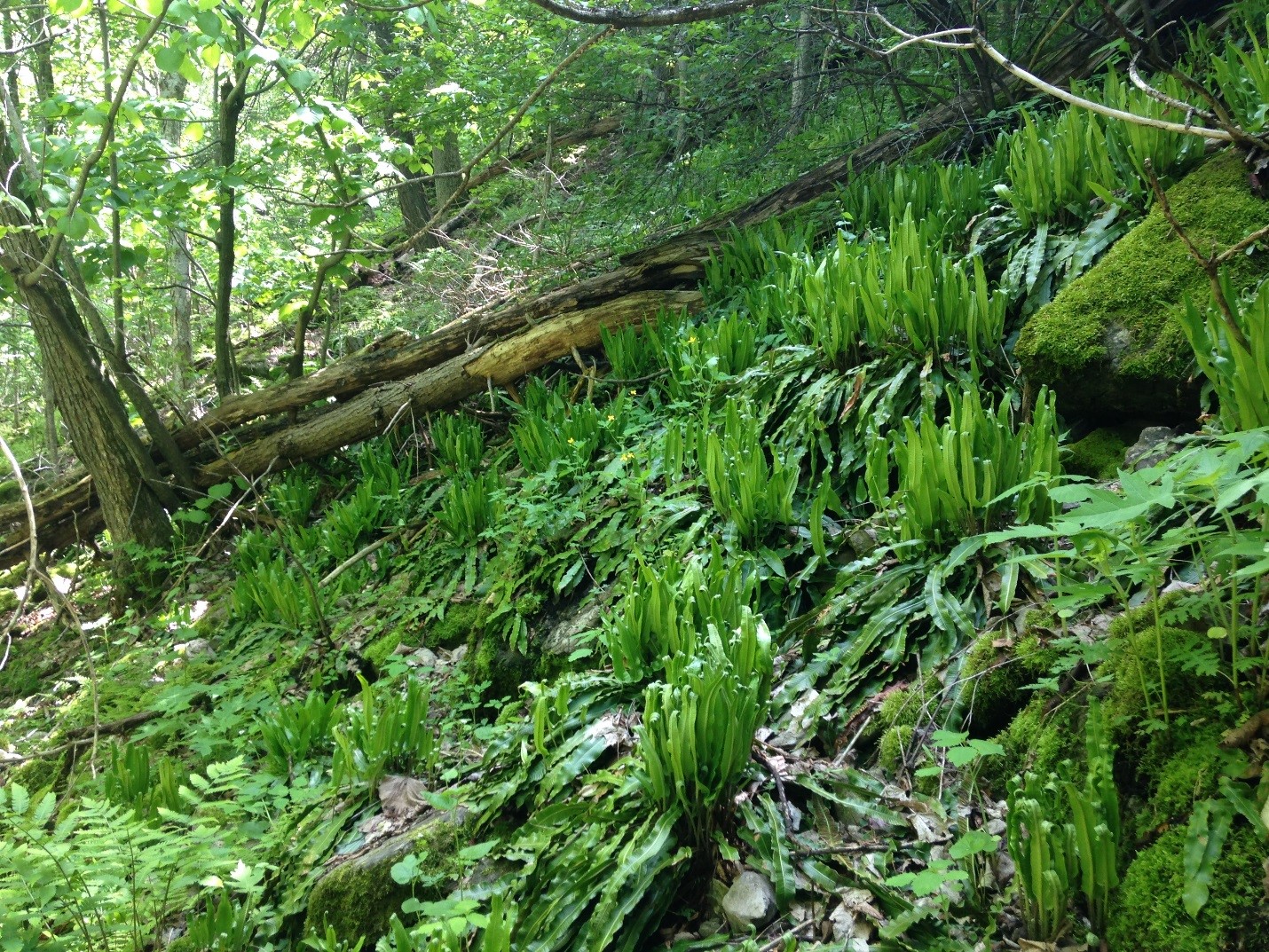 AHTF Habitat M Serviss