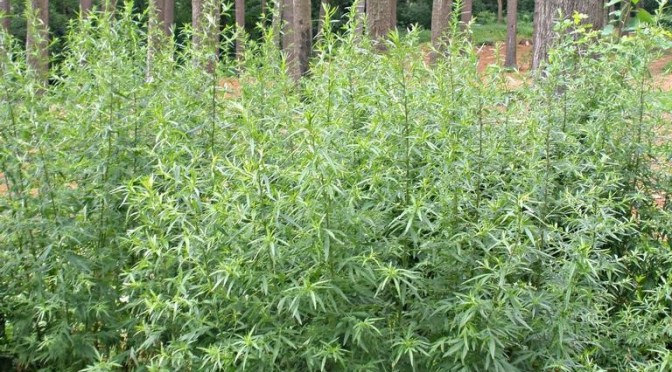 Invasive Species Spotlight – Mugwort