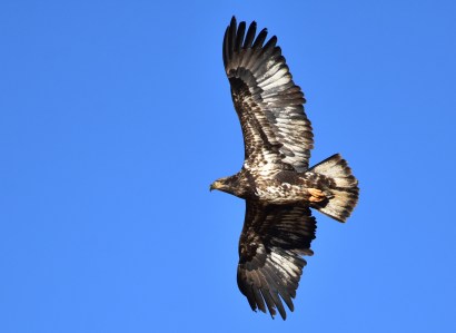 Bald_eagle_(subadult)_on_Seedskadee_National_Wildlife_Refuge_(39752849442)