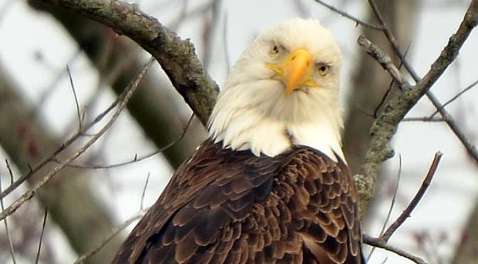 Celebrate Independence Day with Our National Bird