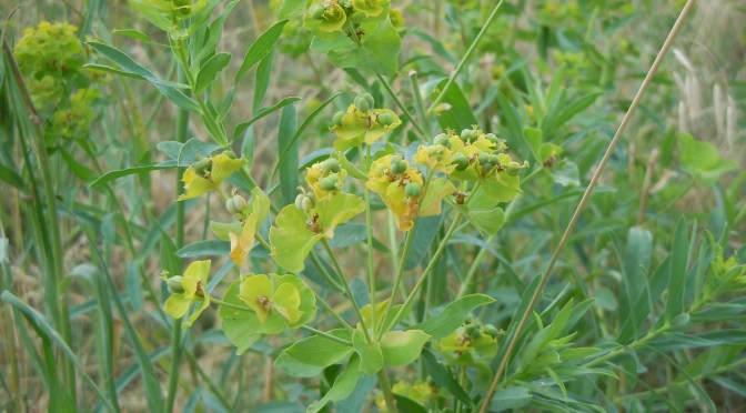 Invasive Species Spotlight – Leafy Spurge