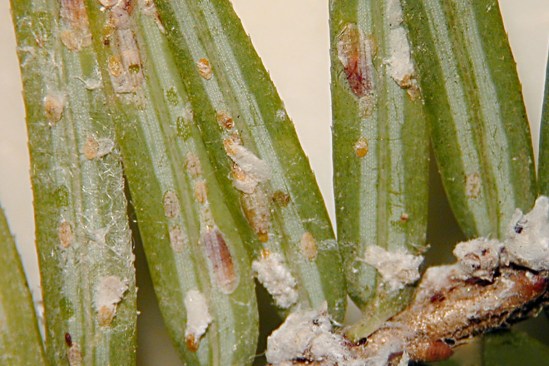 Damage Pennsylvania Department of Conservation and Natural Resources -ugwood.org