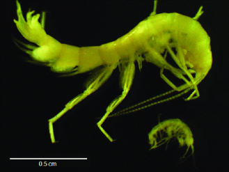 Espinansa et al. (2015)