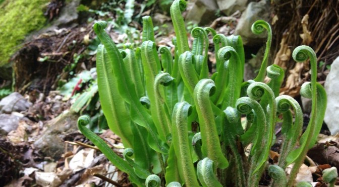 THE HART OF THE MATTER: AMERICAN HART’S-TONGUE FERN IN NYS PARKS