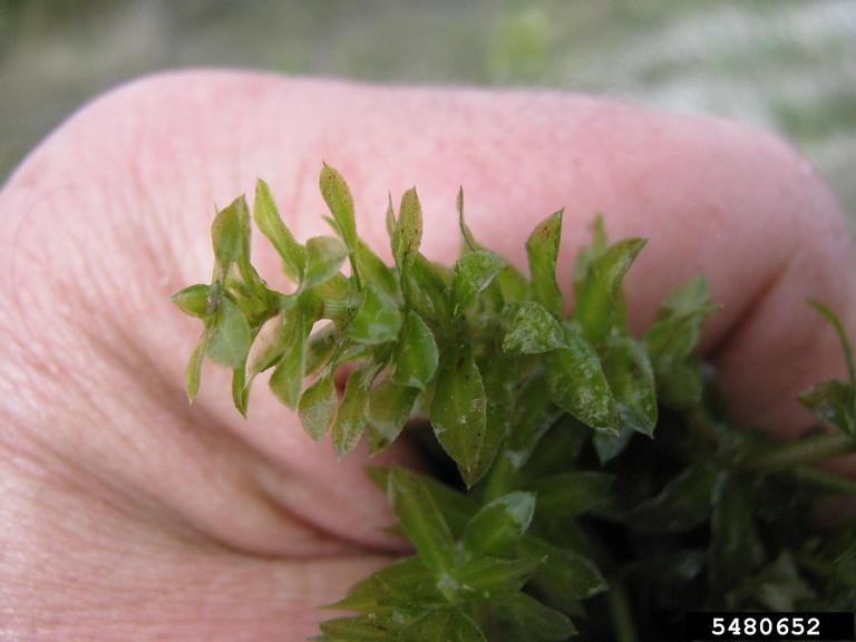 Leaves_Leslie J. Mehrhoff, University of Connecticut, Bugwood.org