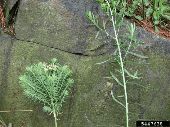Leslie J. Mehrhoff, University of Connecticut, Bugwood.org