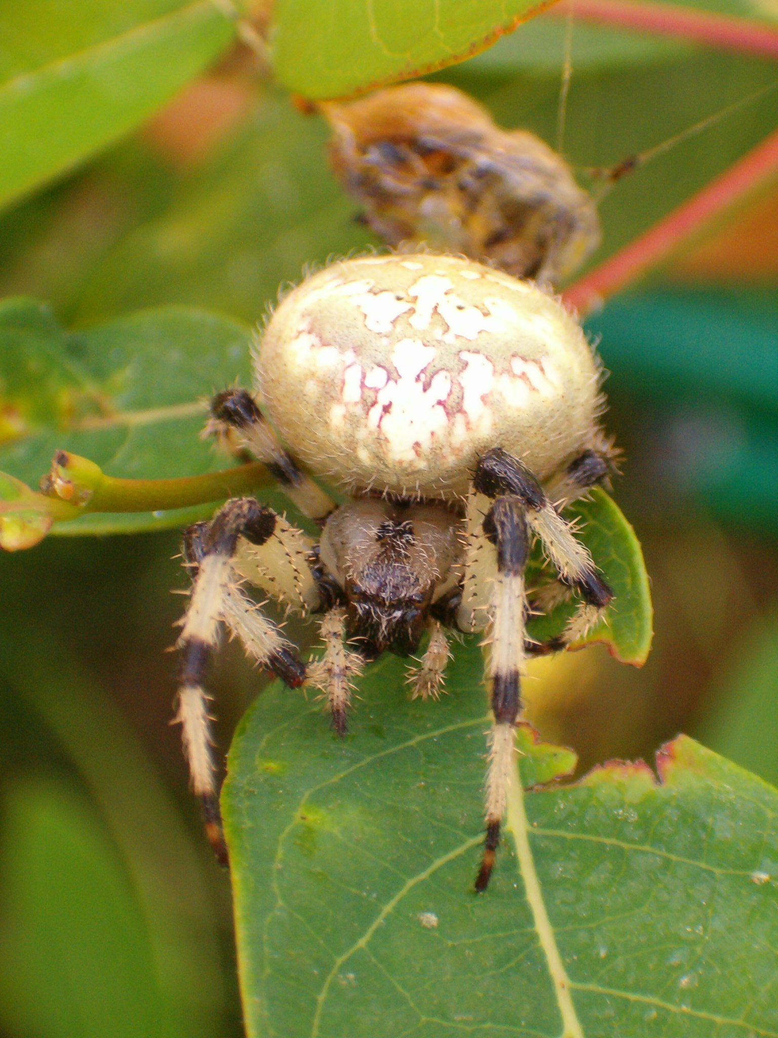 Marbled Orb Weaver (20)bst