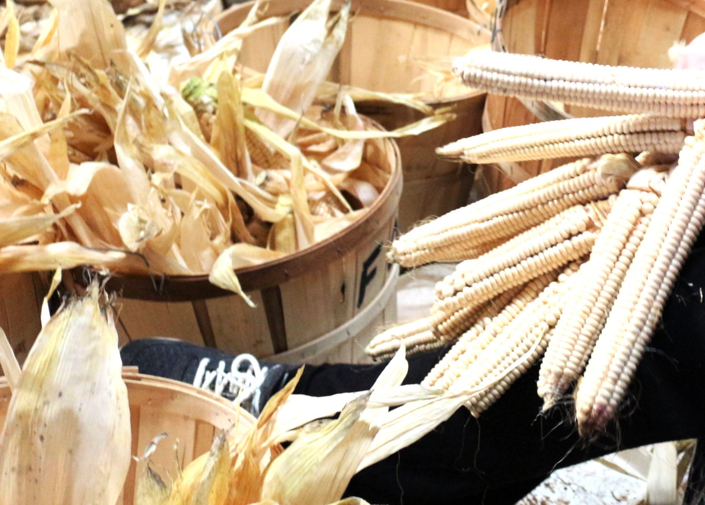 Ganondagan Husking Bee10_Carol Llewellyn