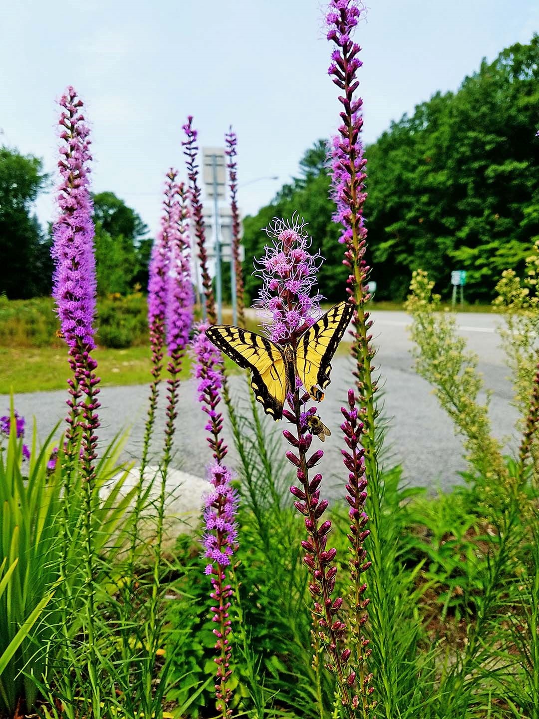 Liatris_Swallow Tail_DeBolt