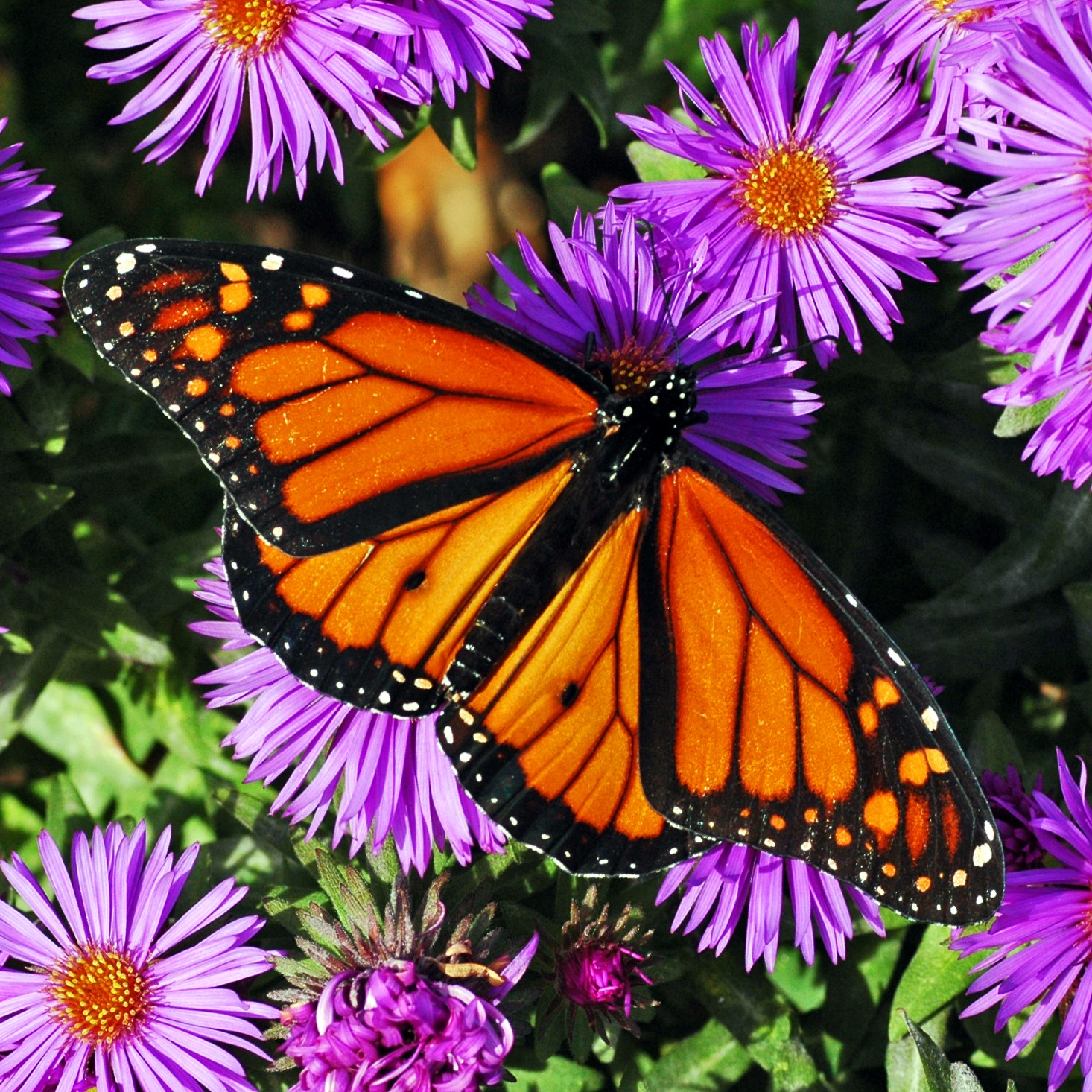 NE Aster_Monarch_DeBolt