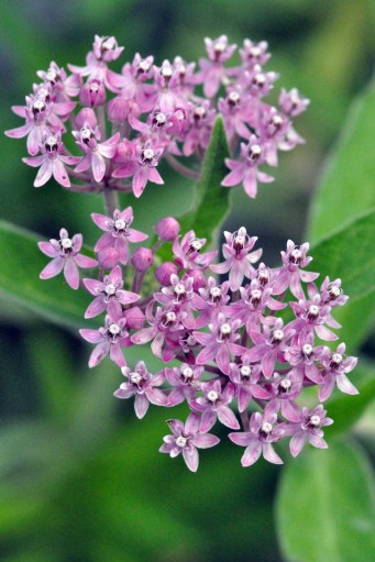 Swamp Milkweed_DeBolt