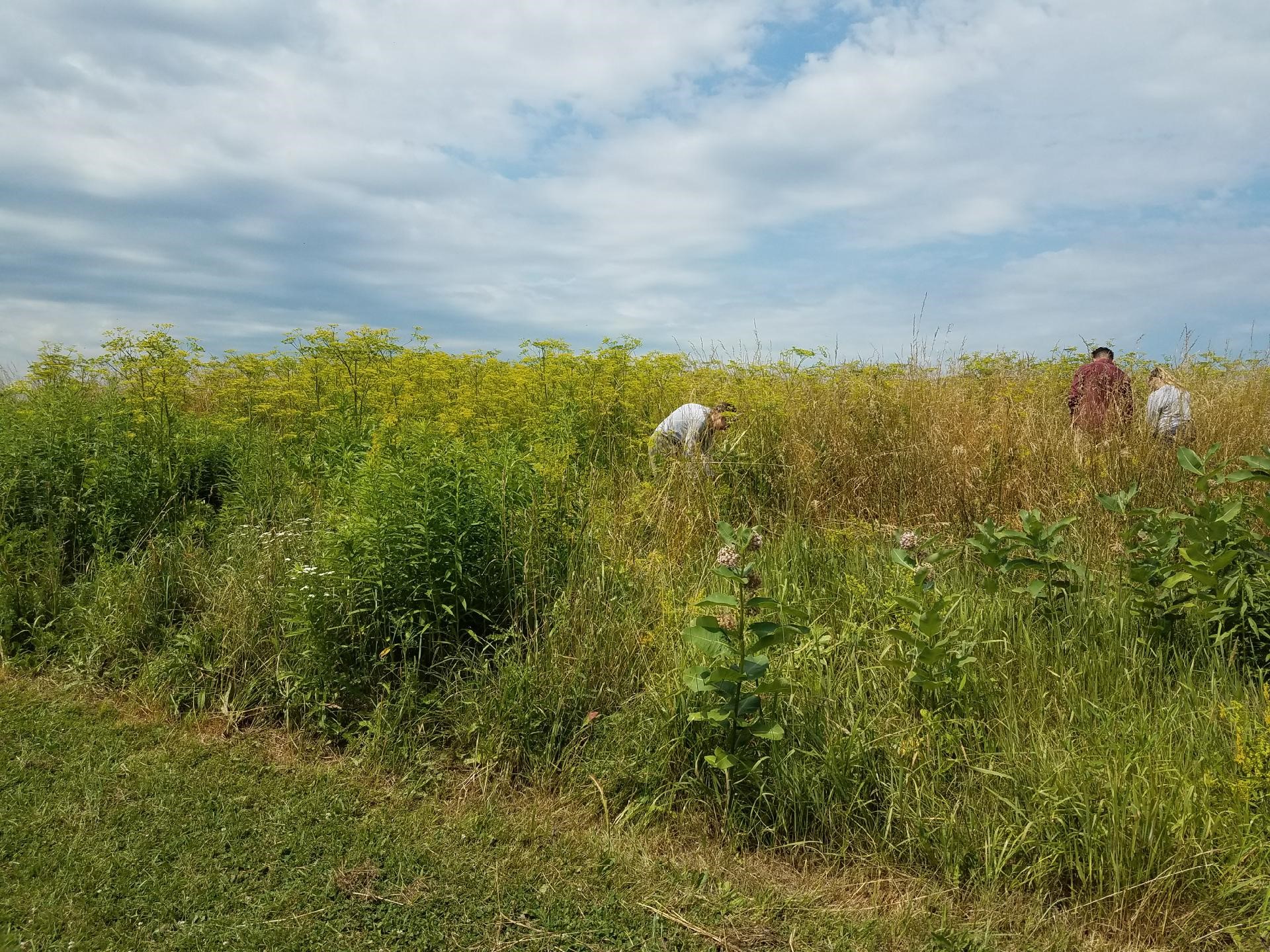 Wild Parsnip field