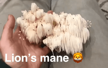 LionsMane_TaylorConte