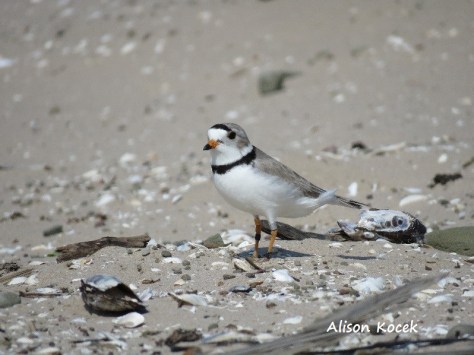 PipingPlover_A KocekName