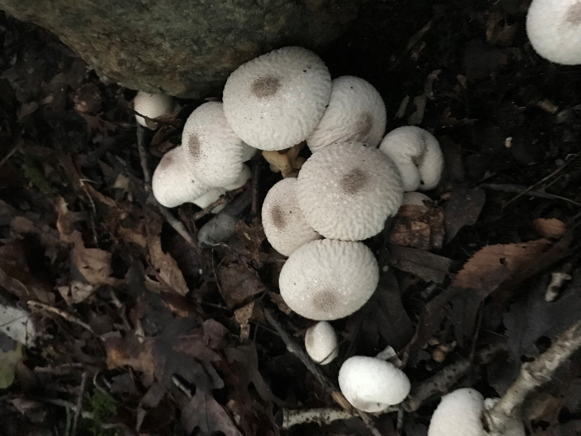 Puffballs_Sara Mitsinikos