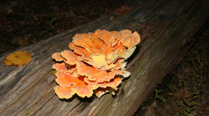 There’s Fungus Among Us!