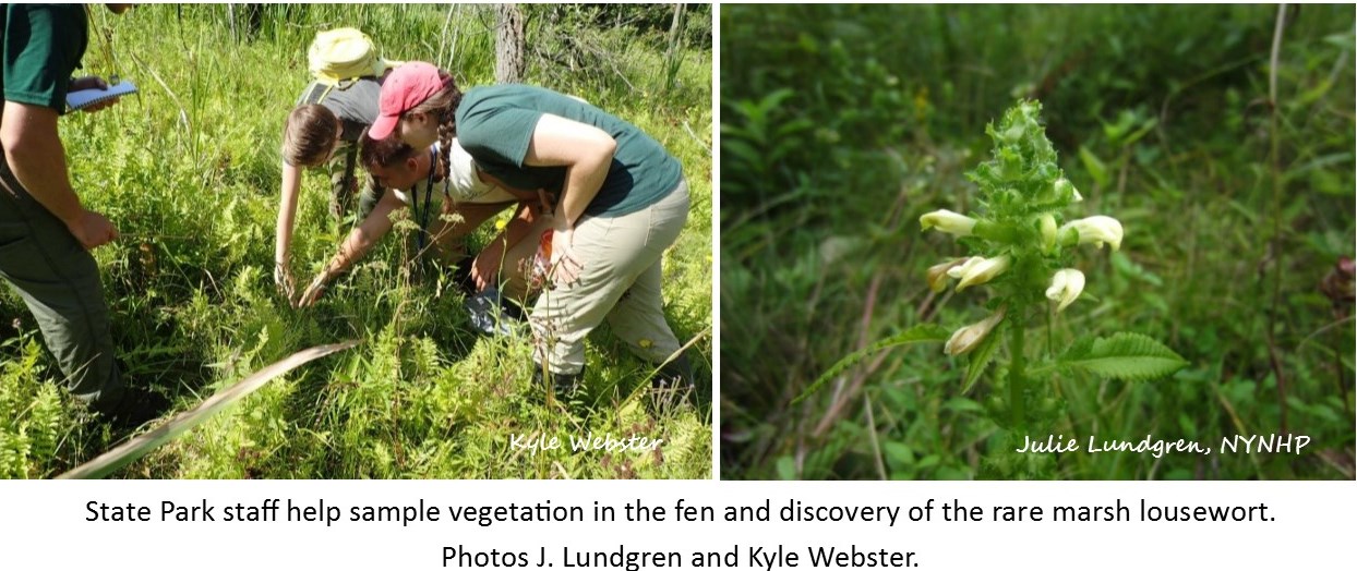 StaffSampling&MarshLousewort_Webster_Lundgren