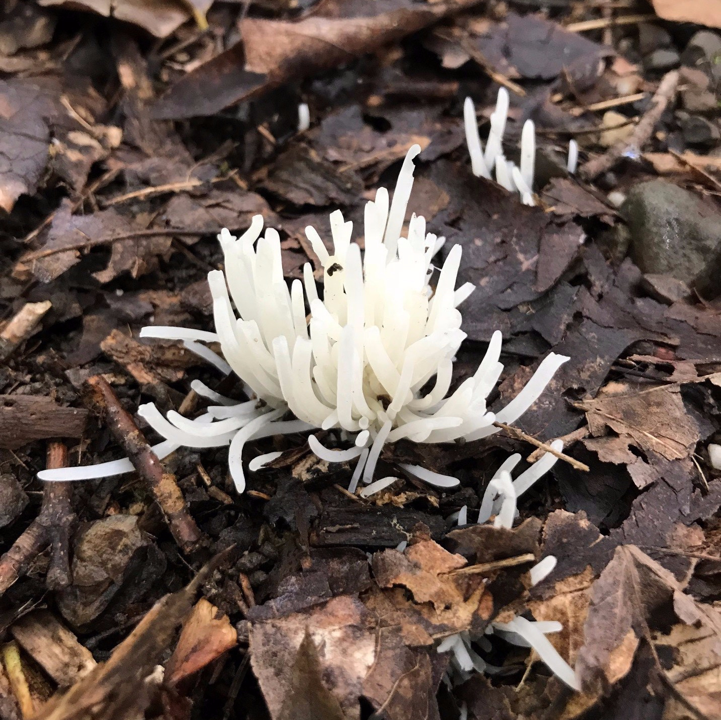 WhiteSpindles_Sara Mitsinikos