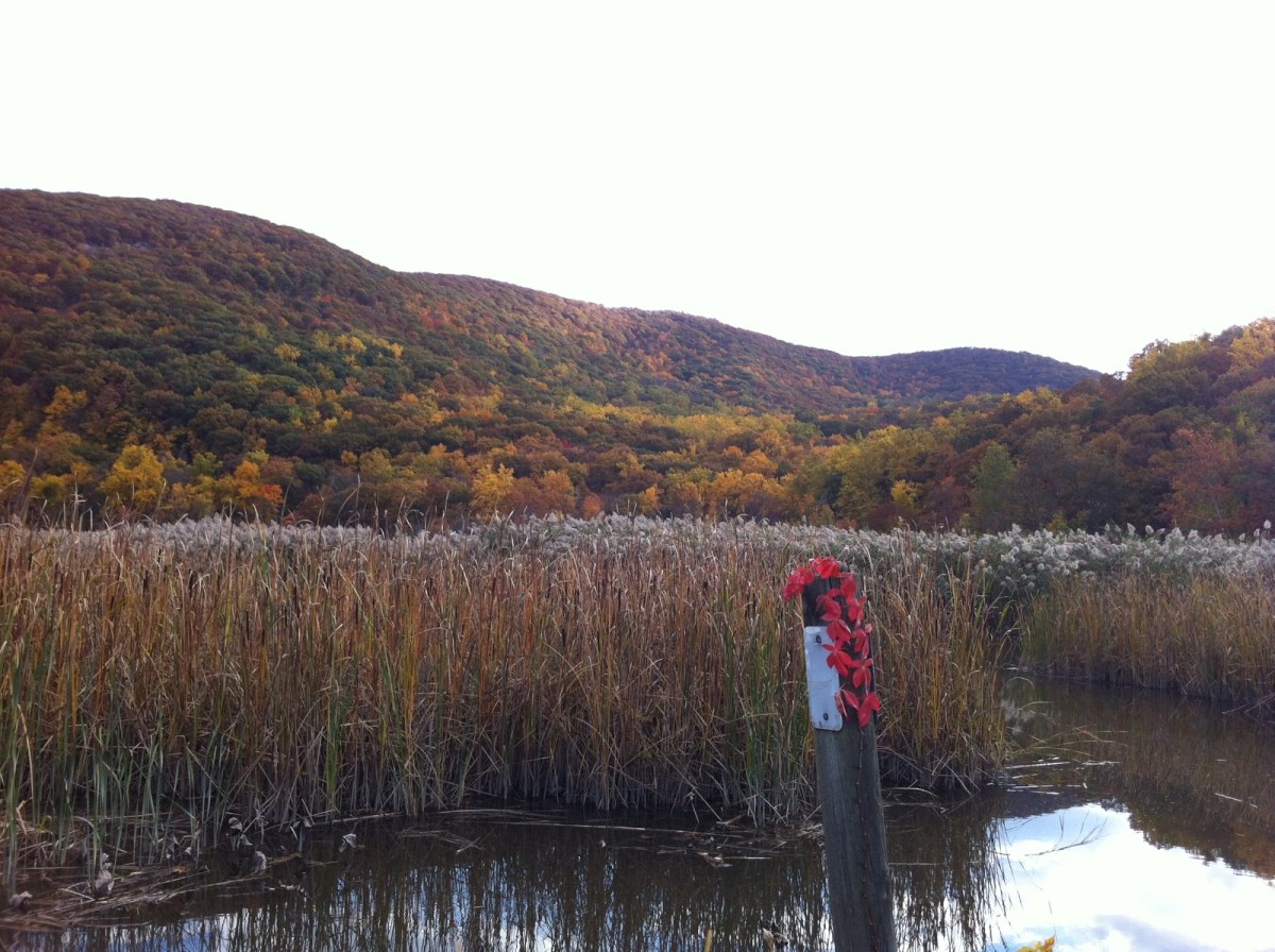 Marsh Madness: Restoration of Iona Marsh from Invasive Phragmites | New ...