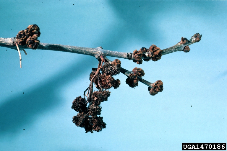 AshFlowerGall, A. Steven Munson, USDA Forest Service, Bugwood.org