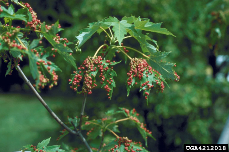 MapleBladderGallMite, Minnesota Department of Natural Resources , Minnesota Department of Natural Resources, Bugwood.org