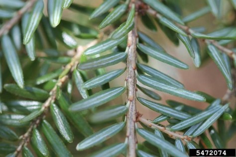 EasternHemlockNeedles