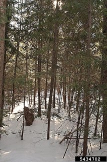 EasternHemlockTree