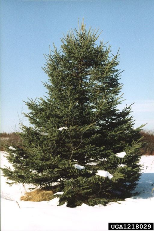 WhiteSpruceTree