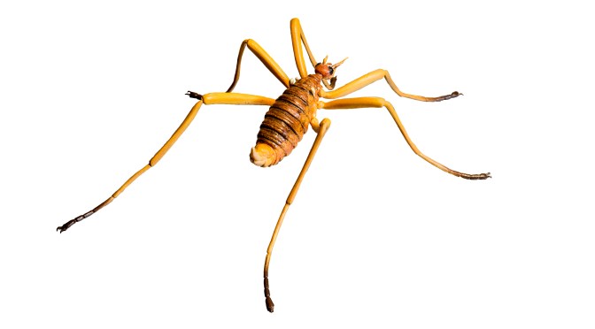 Flies that Know Snow