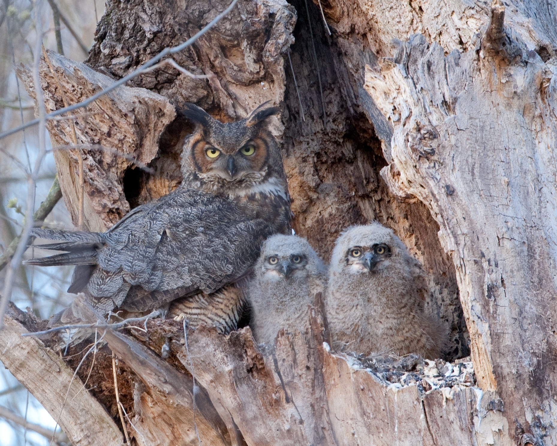 Great Horned Owl family
