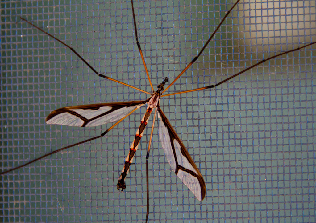 Giant Eastern Crane Fly on the screen