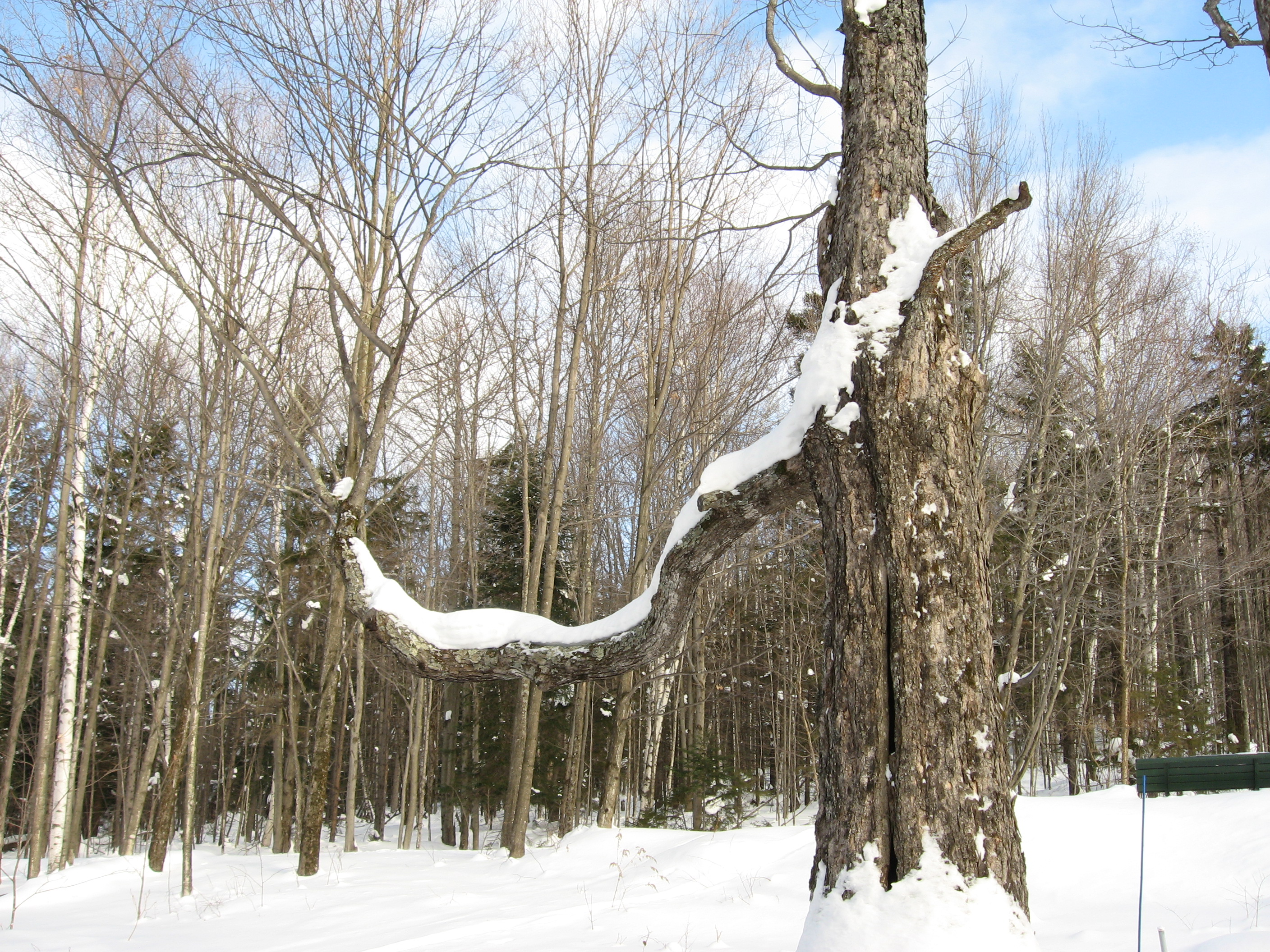 16_treelimb_lundgren