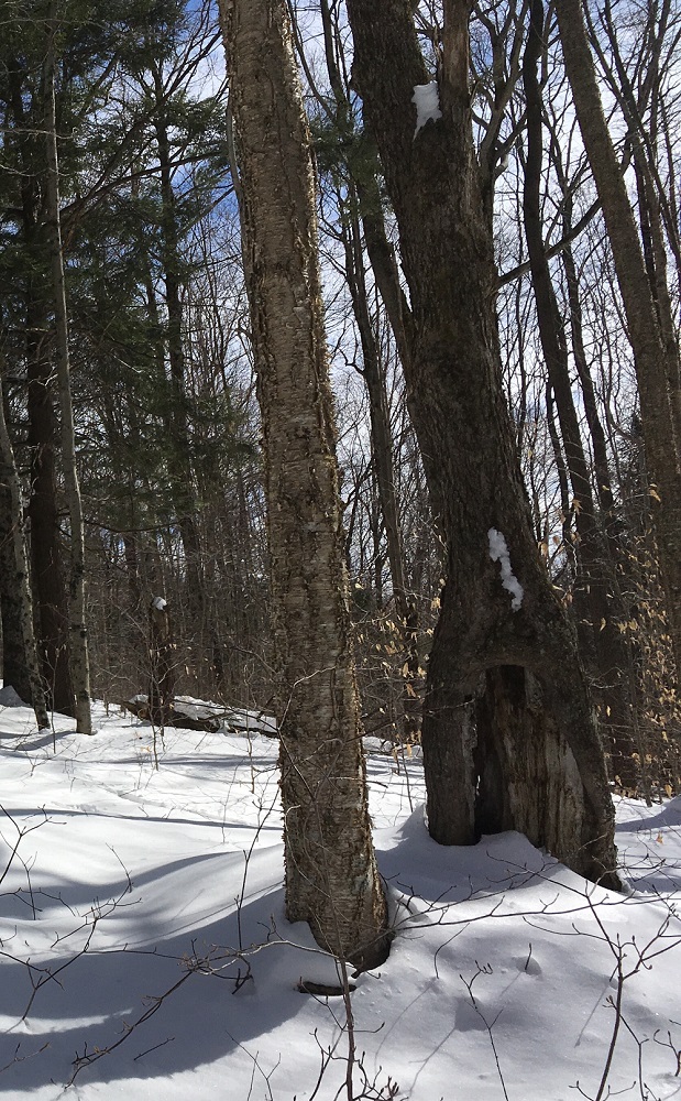 17_tree_hollow_lundgren