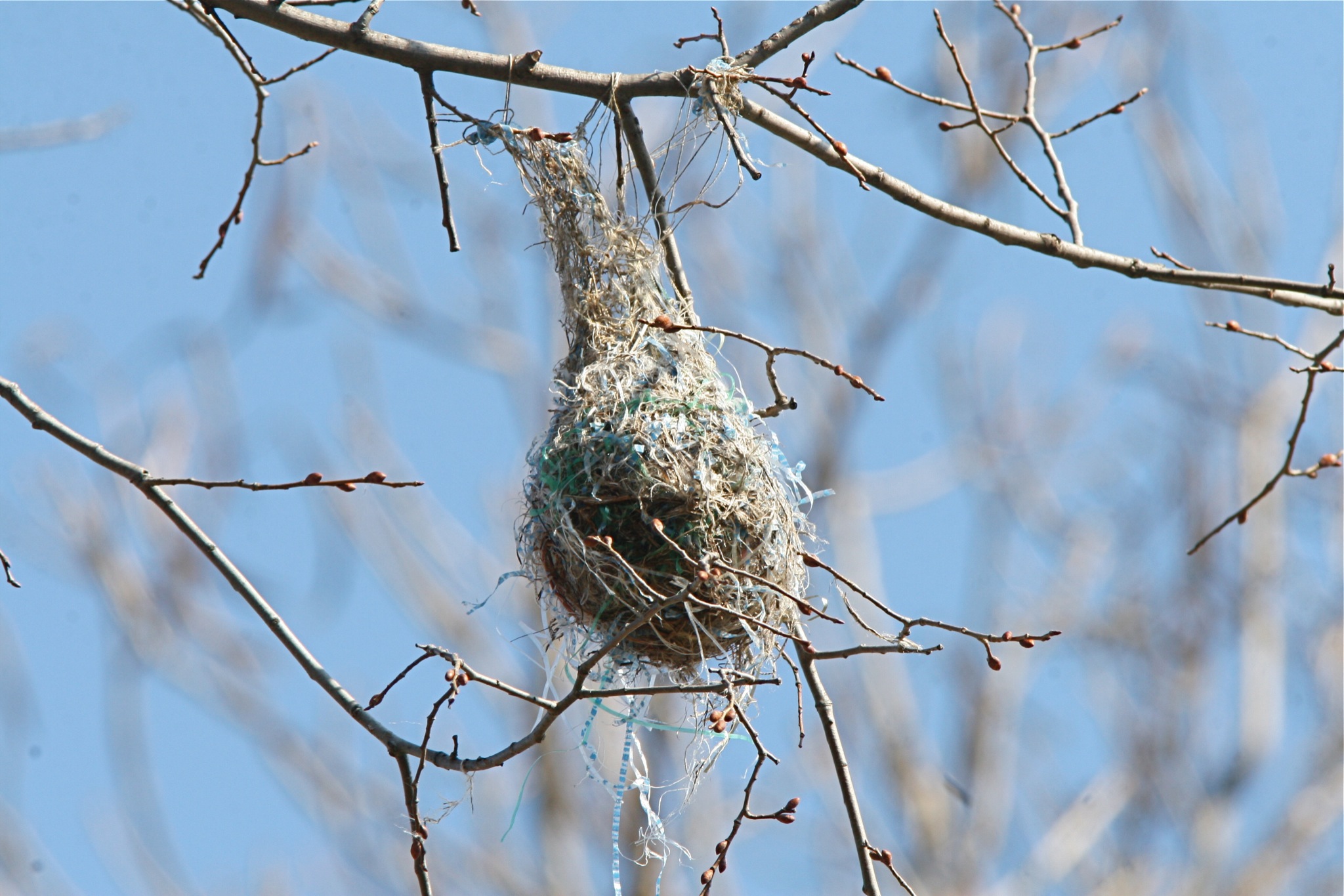 BOriole_Henry T. McLin