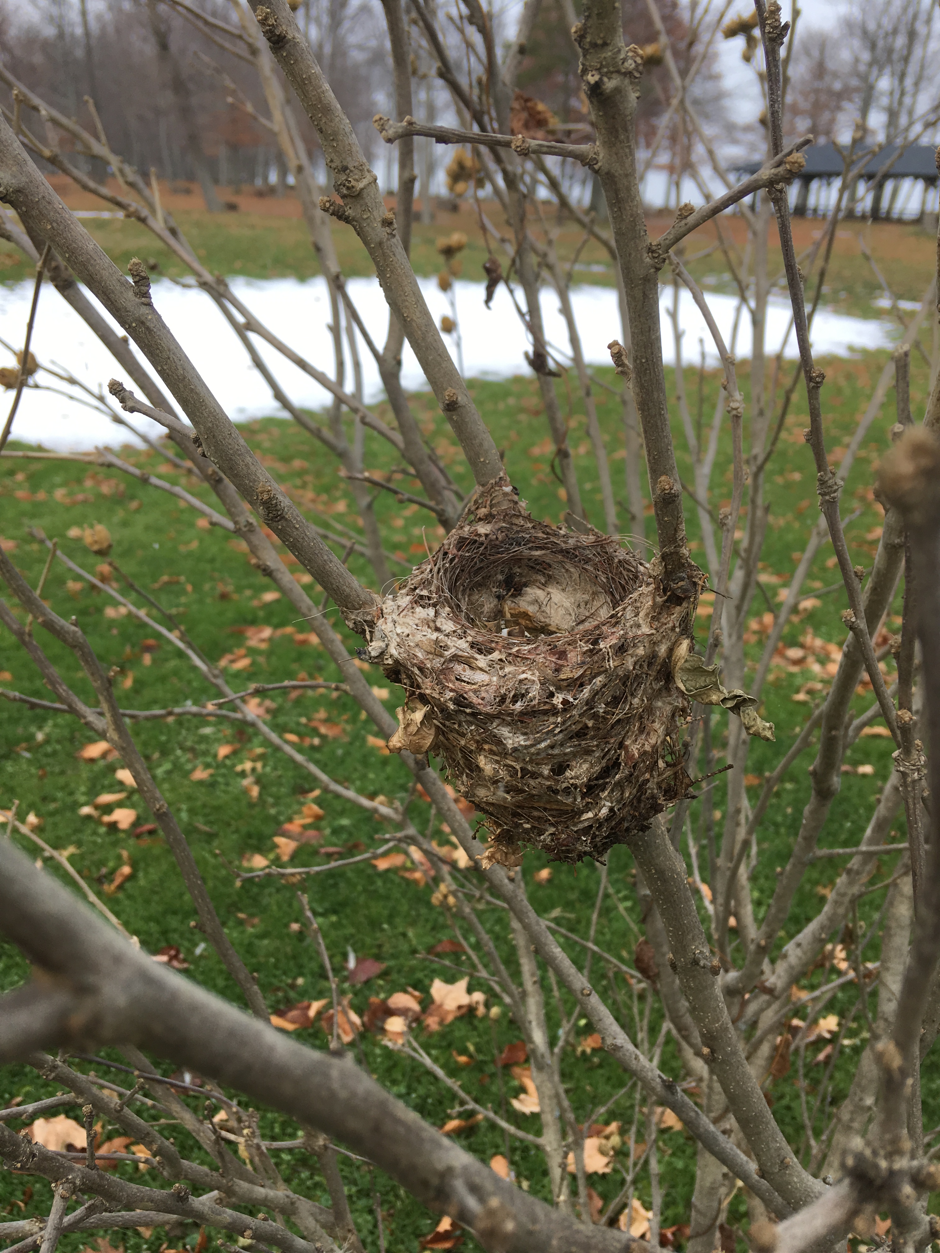ChippingSparrowHamlin