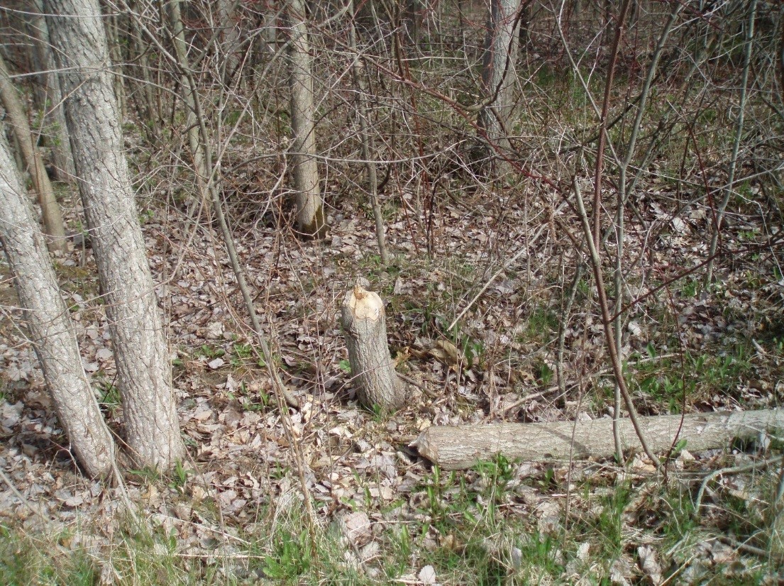 Beaver Chew T Spencer