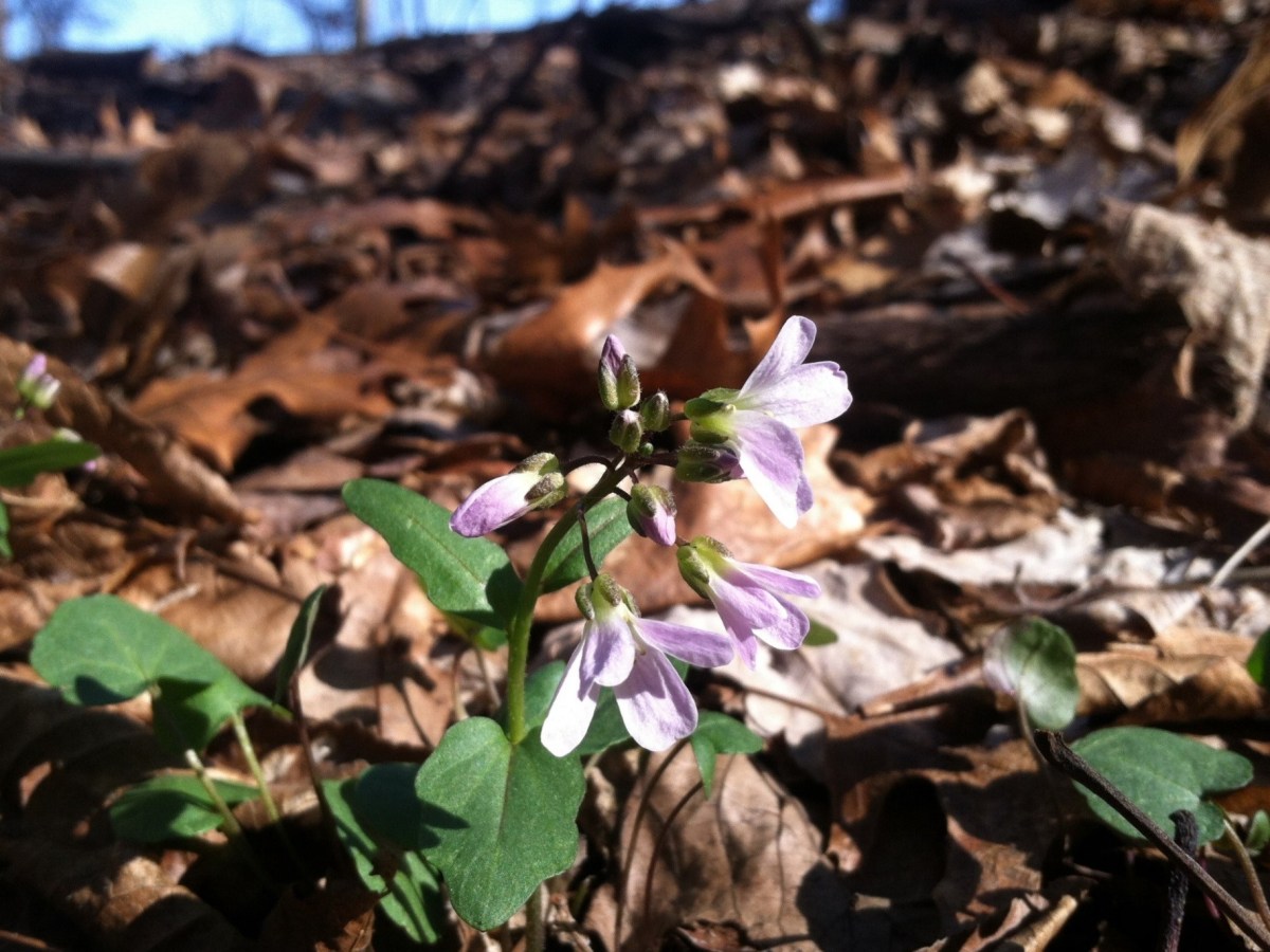 In Search of the Early Bloomers