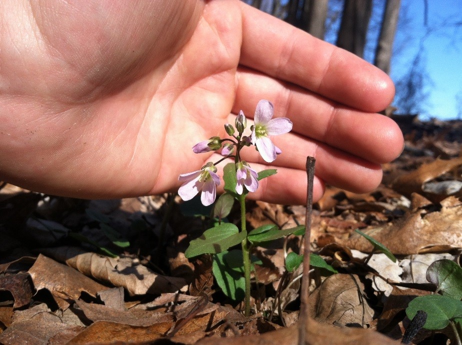 PurpRockCress_Scale_KWebster