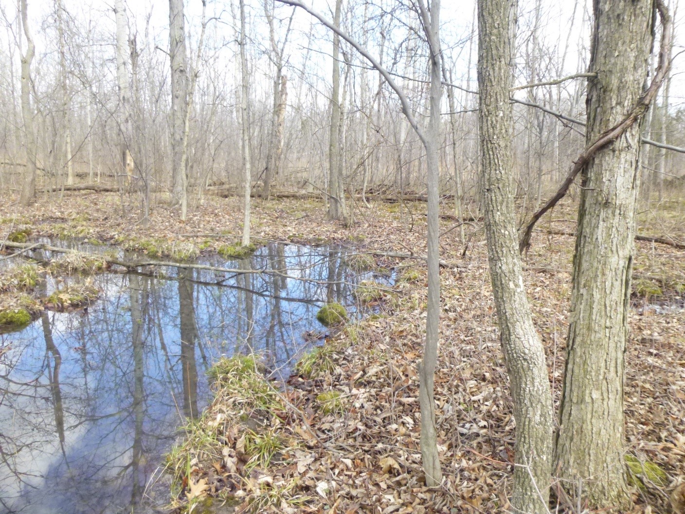 VernalPool_JLundgren