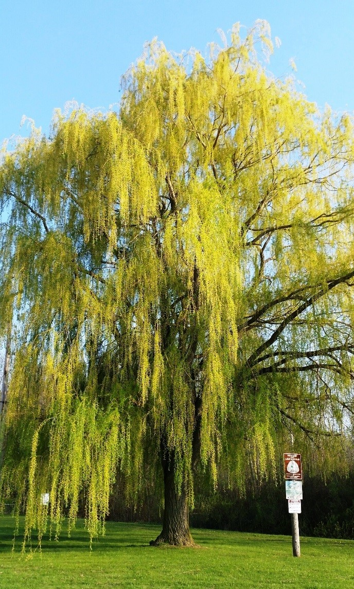 WeepingWillow