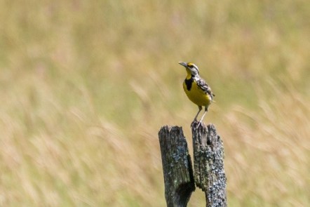 EMeadowlark_PaulBigelow