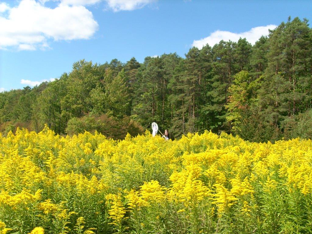 cassie-meadow Allegany