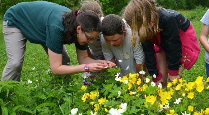 Pausing to Ponder Pollinators